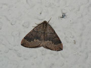 Pungeleria capreolaria (Brauner Nadelwaldspanner) / CH BE Hasliberg 1240 m, 30. 07. 2014