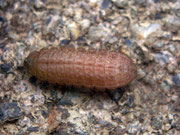 Maculinea arion (Schwarzgefleckter Bläuling, Raupe) / CH BE Hasliberg 1050 m, 22. 07. 2009