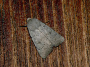 Hoplodrina respersa (Graue Felsflur-Staubeule) / NOCTUIDAE/Xyleninae (Eulen)