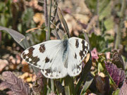 Pontia daplidice (Resedafalter, Weibchen) / España Kan. Inseln, Gran Canaria Roque Bentayga 1150 m, 05. 01. 2013