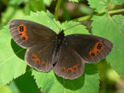 Erebia aethiops (Graubindiger Mohrenfalter, Männchen) / CH OW Engelberg 1550 m, 31. 07. 2013