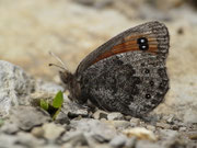 Erebia montana / CH OW Alpnach, Wängen 1600 m, 04. 07. 2017