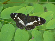 Limenitis camilla (Kleiner Eisvogel) / CH TI Sementina 223 m, 11. 06. 2013