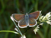 Polyommatus dorylas (Steinklee-Bläuling, Weibchen) / CH VS Laggintal 1500 m, 20. 07. 2010