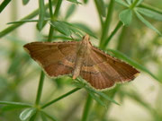 Endotricha flammealis (Geflammter Kleinzünsler) / CH BE Hasliberg 1170 m, 22. 07. 2016