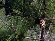 Pinus canariensis (Kanarische Kiefer) / Pinaceae