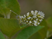 Anthocharis cardamines (Aurorafalter) / CH VS Ausserberg, Obru Milachru 1200 m, 30. 04. 2024'