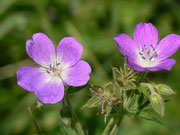 Geranium sylvaticum (Wald-Storchschnabel) / Geraniaceae