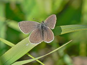 Cupido minimus (Zwergbläuling) / CH BE Hasliberg 1050 m, 05. 06. 2013