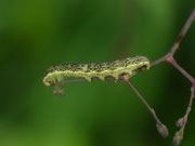 Hecatera bicolorata (Hasenlatticheule) / CH BE Hasliberg 1070 m, 02. 07. 2024