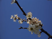 Prunus spinosa (Schwarzdorn, Schlehe) / Rosaceae