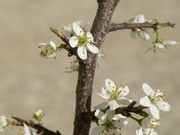 Prunus spinosa (Schlehdorn) / Rosaceae