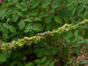 Cucullia lychnitis und Cucullia scrophulariae / CH BE Hasliberg 1050 m, 08. 07. 2026 (an Verbascum nigrum)