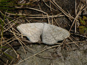 Scopula incanata (Weissgrauer Kleinspanner) / CH BE Hohgant 1850 m, 30. 07. 2012