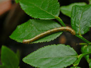 Paradarisa consonaria (Glattbindiger Rindenspanner) / CH TI Quinto, Forcapss 2110 m, 14. 06. 2023
