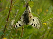 Parnassius apollo (Apollofalter) CH BE Hasliberg 1100 m, 25. 05. 2014