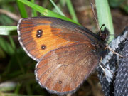 Erebia euryale adyte (Weibchen) / CH VS Hungeralp bei Oberwald 1750 m, 27. 06. 2008 (derselbe Falter wie vorher)