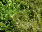 Cydalima perspectalis (Buchsbaum-Zünsler) / CH BE Hasliberg 1050 m, 29. 08. 2025