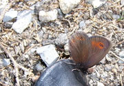 Erebia oeme (Doppelaugen-Mohrenfalter) / CH BE Hasliberg Balisalp 1600 m, 03. 07. 2005