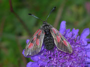 Zygaena exulans