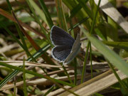 Cupido argiades (Kurzschwänziger Bläuling, Weibchen) / CH VD Noville, Les Grangettes 373 m, 20. 04. 2016