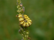 Cucullia lychnitis (Später Königskerzen-Mönch) / CH BE Hasliberg Reuti 1050 m, 07. 08. 2023 (an Verbascum nigrum)