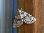 Thera variata (Veränderlicher Nadelholzspanner) / CH BE Hasliberg 1050 m, 26. 07. 2012