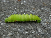Aglia tau (Nagelfleck) / CH BE Hasliberg 1280 m, 23. 06. 2025