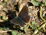 Aricia artaxerxes allous / CH VS Rosswald-Stafel 1980 m. 23. 09. 2011