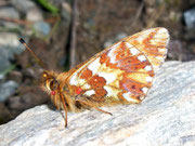 Boloria pales (Hochalpen-Perlmuttfalter mit Parasiten) / CH VS Turtmanntal Gruben-Gigi 2356 m, 27. 08. 2009