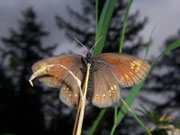 Erebia alberganus (Gelbäugiger oder Mandeläugiger Mohrenfalter, Weibchen, dasselbe wie vorher) / CH VS Zwischbergental 1485 m, 11. 07. 2008