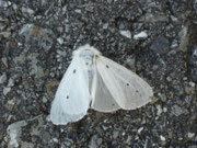 Diaphora mendica (Graubär, Weibchen) / CH BE Hasliberg 1150 m, 18. 05. 2024