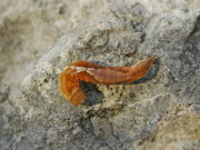 Watsonalla cultraria (Buchen-Sichelflügler) / CH BE Hasliberg 1240 m, 01. 07. 2025