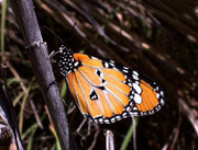 Danaus chrysippus / España Kan. Inseln La Gomera Barranco de Argaga 100 m, 05. 03. 2009
