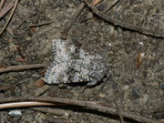 Hecatera bicolorata (Hasenlatticheule) / F Rivesaltes Meereshöhe, 17. 04. 2012 (auf Autobahnrastplatz)