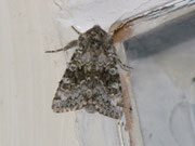 Hecatera bicolorata (Hasenlatticheule) / CH BE Hasliberg 1050 m, 15. 05. 2013