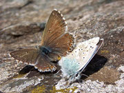 Polyommatus coridon (Silbergrüner Bläuling, Paarung) / CH VS Simplonpass 2200 m, 30. 09. 2008