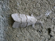 Calliteara pudibunda (Buchen-Streckfuss, Rotschwanz, Weibchen) / CH BE Hasliberg 1050 m, 19. 06. 2012