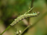 Hecatera bicolorata (Hasenlatticheule) / CH BE Hasliberg 1050 m, 18. 07. 2023