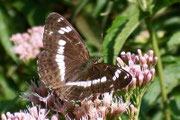 Limenitis camilla (Kleiner Eisvogel) / CH BE Hasliberg 1050 m, 22. 07. 2006