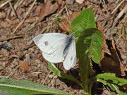 Pieris mannii (Karstweissling, Weibchen) / CH BE Hasliberg 1050 m, 07. 04. 2011