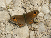 Lasiommata maera (Braunauge, Männchen) / CH FR Gros Mont Brenleire 1450 m, 26. 06. 2014