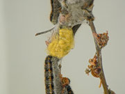 Aporia crataegi (Baumweissling, Parasitiertes Nest) / CH BE Hasliberg 1050 m, 29. 04. 2014 an Crataegus monogyna