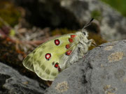 Parnassius apollo (frisch geschlüpftes Weibchen am Fundort, eine Viertelstunde später) / CH BE Hasliberg 1150 m, 27. 05. 2026