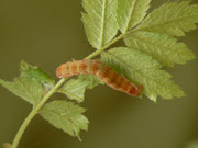Epirrita spec.(Buchenwald-Herbstspanner) / CH BE Hasliberg 1050 m, 13. 05. 2020, an Sorbus aucuparia