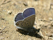 Plebejus optilete (Moor-Heidelbeer-Bläuling, Männchen) / CH VS Val d'Anniviers, Zinal-Arolec 2195 m, 04. 07. 2012