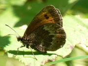 Erebia euryale (Rotgestreifter Mohrenfalter, Weibchen) / CH UR Isenthal 1270 m, 17. 08. 2011
