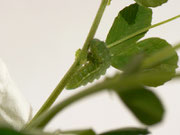 Polyommatus icarus (Hauhechelbläuling, Raupe, auf Medicago lupulina) CH BE Hasliberg 1050 m, 15. 07. 2014