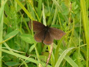 Erebia oeme (Doppelaugen-Mohrenfalter) / CH FR Gros Mont La Féguelena 1480 m, 29. 06. 2015  