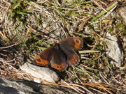 Erebia montana (Weibchen) / CH TI Sopra Leventina-Sompréi 1900 m, 11. 10. 2017